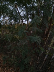 Leucaena leucocephala