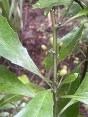 Alseuosmia macrophylla