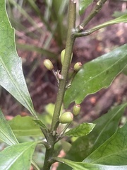 Alseuosmia macrophylla