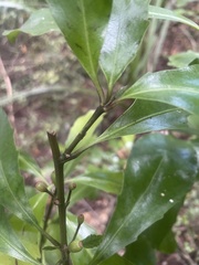 Alseuosmia macrophylla