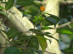 Ficus benjamina nuda