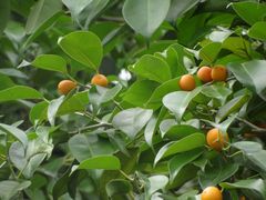 Ficus benjamina nuda