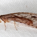 Stenosmylus stenopterus - Photo (c) Victor W Fazio III,  זכויות יוצרים חלקיות (CC BY-NC)