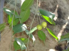 Ficus benjamina nuda