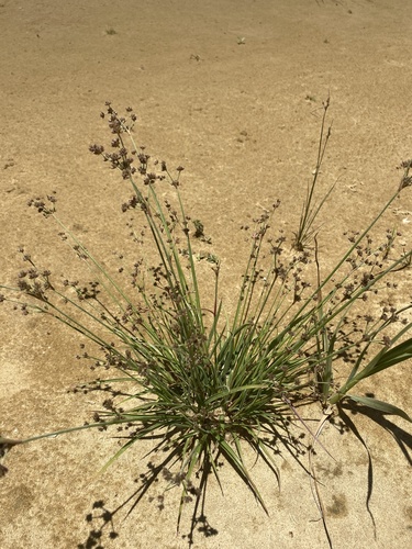 Juncus planifolius