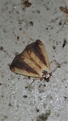 Xanthodes emboloscia