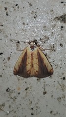 Xanthodes emboloscia