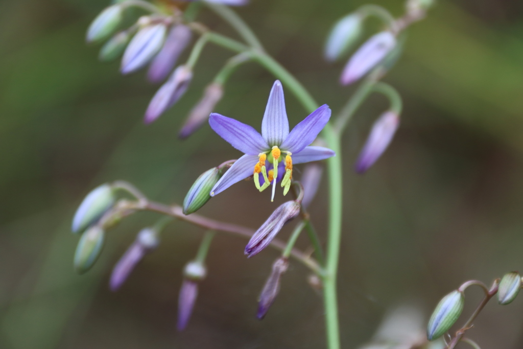 matted flax-lily from Melbourne VIC, Australia on December 13, 2021 at ...