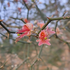 Capparis decidua