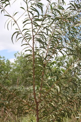 Acacia leptocarpa