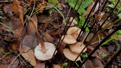 Mycetinis copelandii