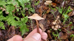 Mycetinis copelandii