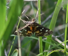 Diathrausta ochreipennis
