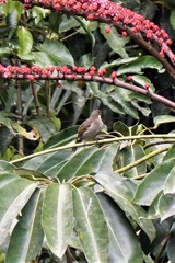 Meliphaga notata