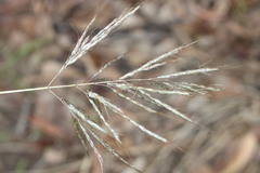 Bothriochloa bladhii