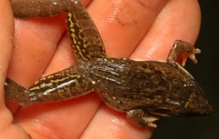 Anchieta's Ridged Frog photo 4