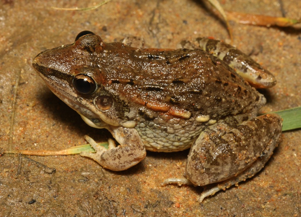 Mozambique ridged frog from Kokomori Nature Reserve on December 28 ...