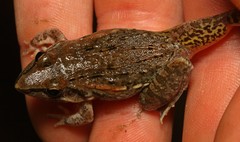 Ptychadena mossambica