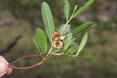 Dodonaea lanceolata
