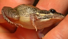 Ptychadena mossambica