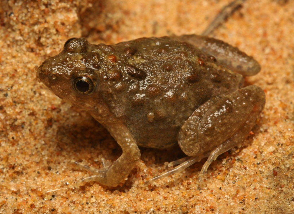 Dwarf Puddle Frog