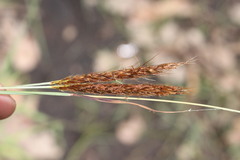 Eulalia aurea