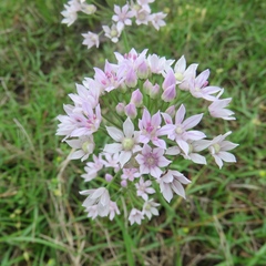 Allium drummondii