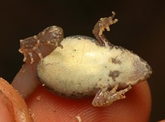 Dwarf Puddle Frog photo 2