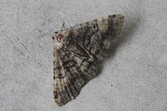 Aporoctena scierodes