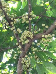 Ficus variegata garciae
