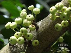 Ficus variegata garciae