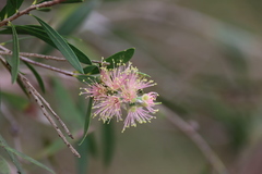 Melaleuca paludicola