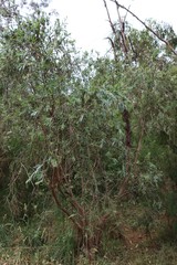 Melaleuca paludicola