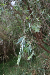 Melaleuca paludicola