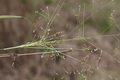 Panicum effusum