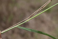 Panicum effusum