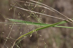 Panicum effusum