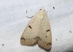 Ophiusa parcemacula