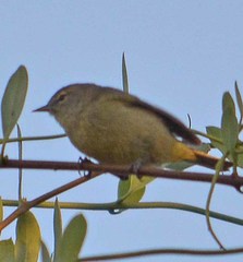 Leiothlypis celata