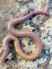 Glyceridae