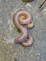 Glyceridae