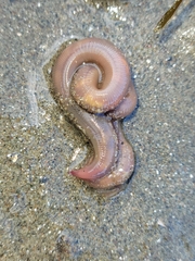 Glyceridae