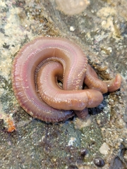 Glyceridae