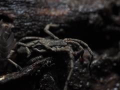 Trogulus tricarinatus