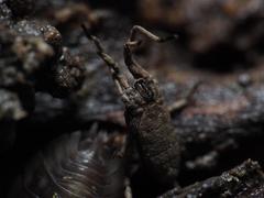 Trogulus tricarinatus