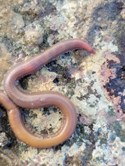 Glyceridae