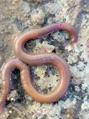 Glyceridae