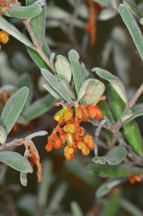Grevillea floribunda