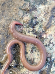 Glyceridae