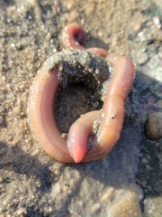 Glyceridae